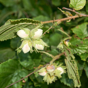 Grand Traverse Hazelnut