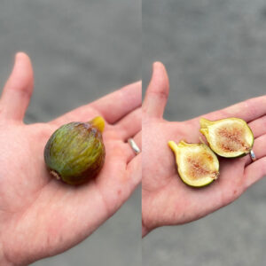 Grantham's Royal Fig Tree