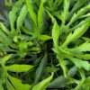 Green Fingers Fatsia
