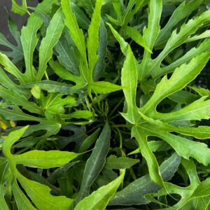 Green Fingers Fatsia
