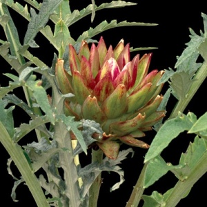 Green Globe Artichoke