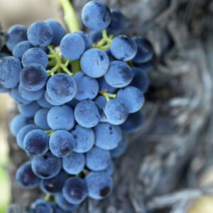 Grenache Noir Wine Grape