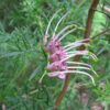 Grevillea rivularis