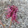 Grevillea x gaudichaudii