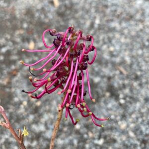 Grevillea x gaudichaudii