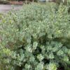 Grey Leaf Sandmat Manzanita