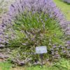 Grosso Lavender