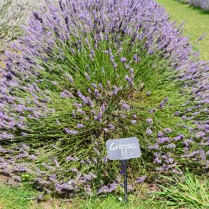 Grosso Lavender
