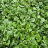 Ground Cover Gunnera