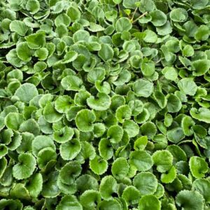 Ground Cover Gunnera