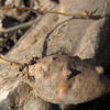 Groundnut Perennial Vine
