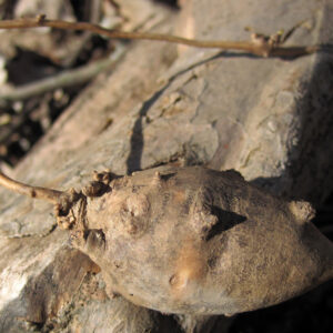 Groundnut Perennial Vine