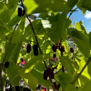 Grover's Best Mulberry