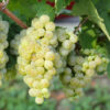 Grüner Veltliner Wine Grape_