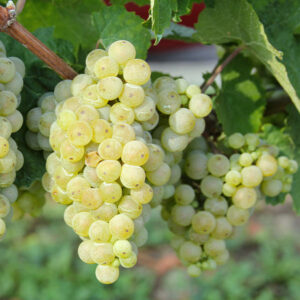 Grüner Veltliner Wine Grape_