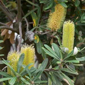 Coast Banksia