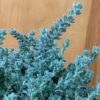 Hairy Canary Clover Shrub