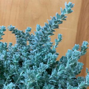Hairy Canary Clover Shrub