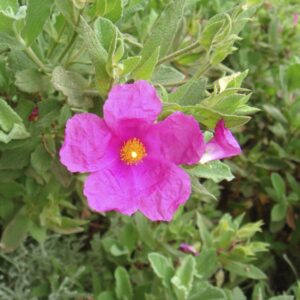 Hairy Rock Rose