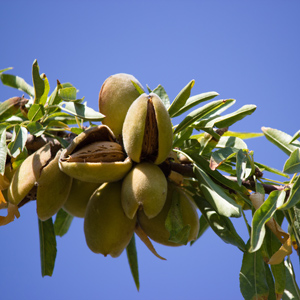 Hall's Hardy Almond