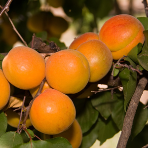 Harcot Apricot