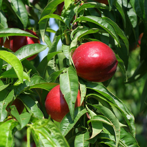 Hardired Nectarine