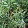 Hardy Aloe