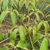 Hardy Schefflera
