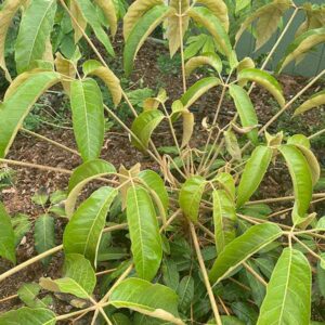Hardy Schefflera