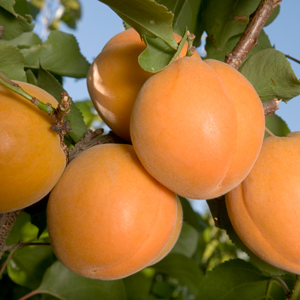 Harglow Apricot Tree
