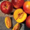 Harko Nectarine