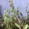Harmony Manzanita
