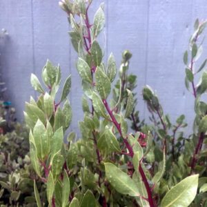 Harmony Manzanita
