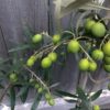 Harvest Joy Olive