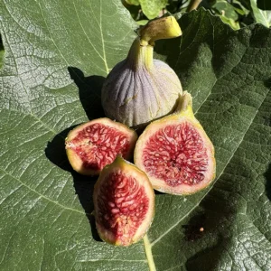 Hâtive d’Argenteuil Fig Tree