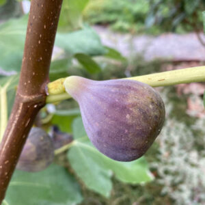 Hâtive d'Argenteuil Fig Tree