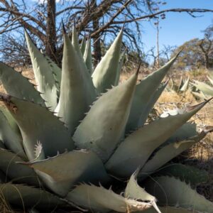 Havard Agave