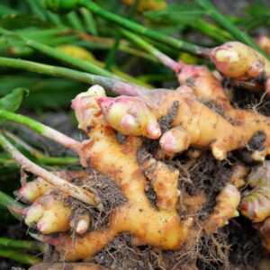 Hawaiian Yellow Ginger
