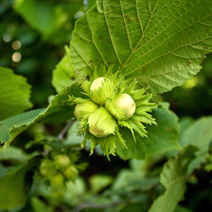 Hall's Giant Hazelnut