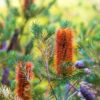 Compact Heath Banksia