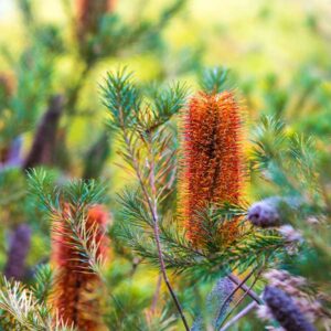 Compact Heath Banksia