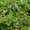 Heart's Desire Ceanothus