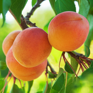 Henderson Apricot Tree
