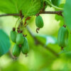 Hero Arctic Beauty Kiwi
