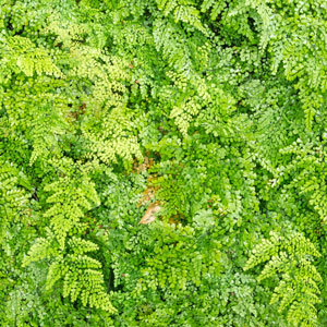Himalayan Maidenhair Fern