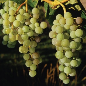 Himrod Seedless Yellow Table Grape