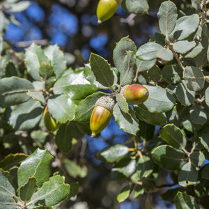 Holly Oak Tree - Holm Oak Tree