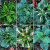 Homesteader's Kaleidoscopic Perennial Kale Grex