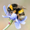 Honeybee Wildflower Mix