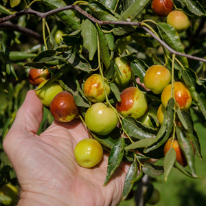 Honey Jar Jujube
